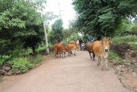 gia lai mot xa co 330 con bo bi chet do lo mom long mong