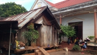hoa hau hhen nie da nau rang khap khenh khong van de