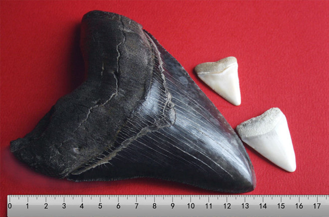 lam sao de tai tao hinh anh cua ca map sieu bao chua megalodon