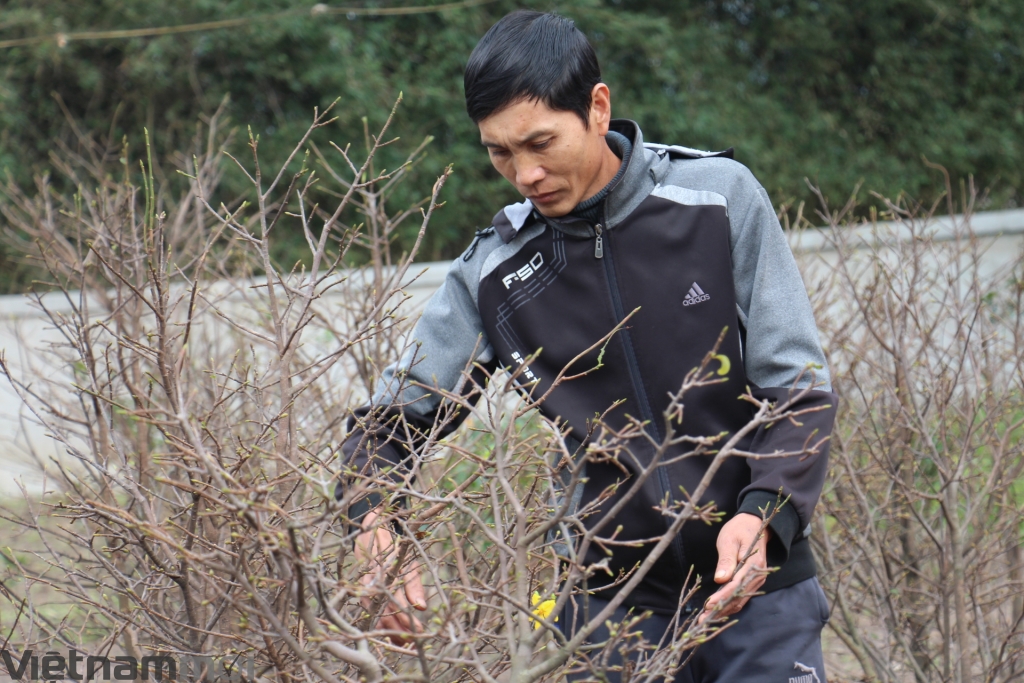 ha tinh dao mai thay ao ron rang don tet