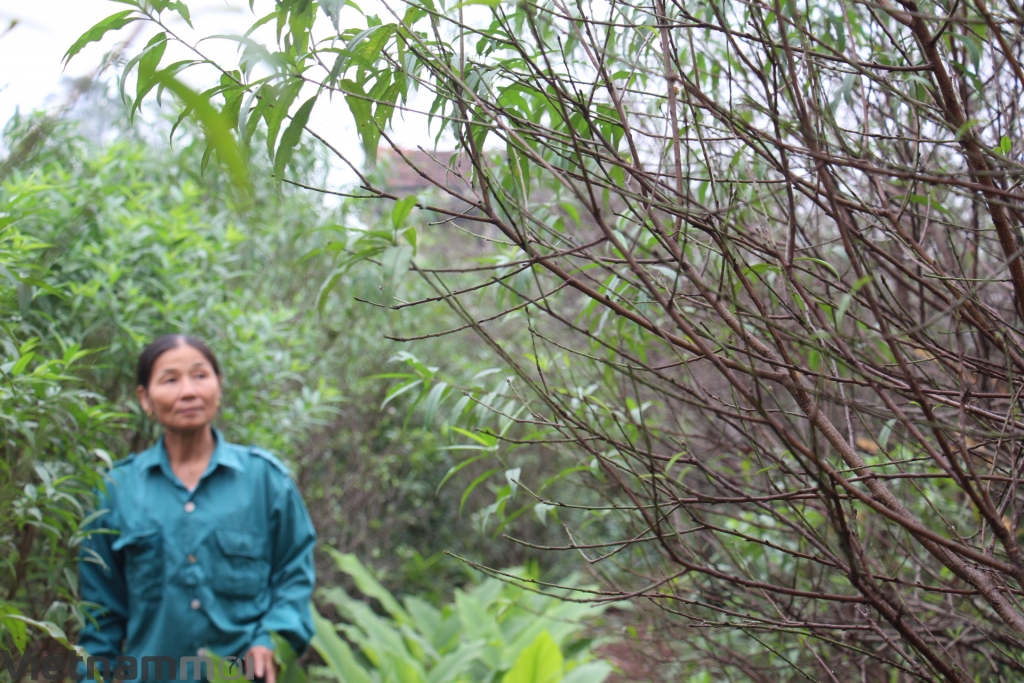 ha tinh dao mai thay ao ron rang don tet