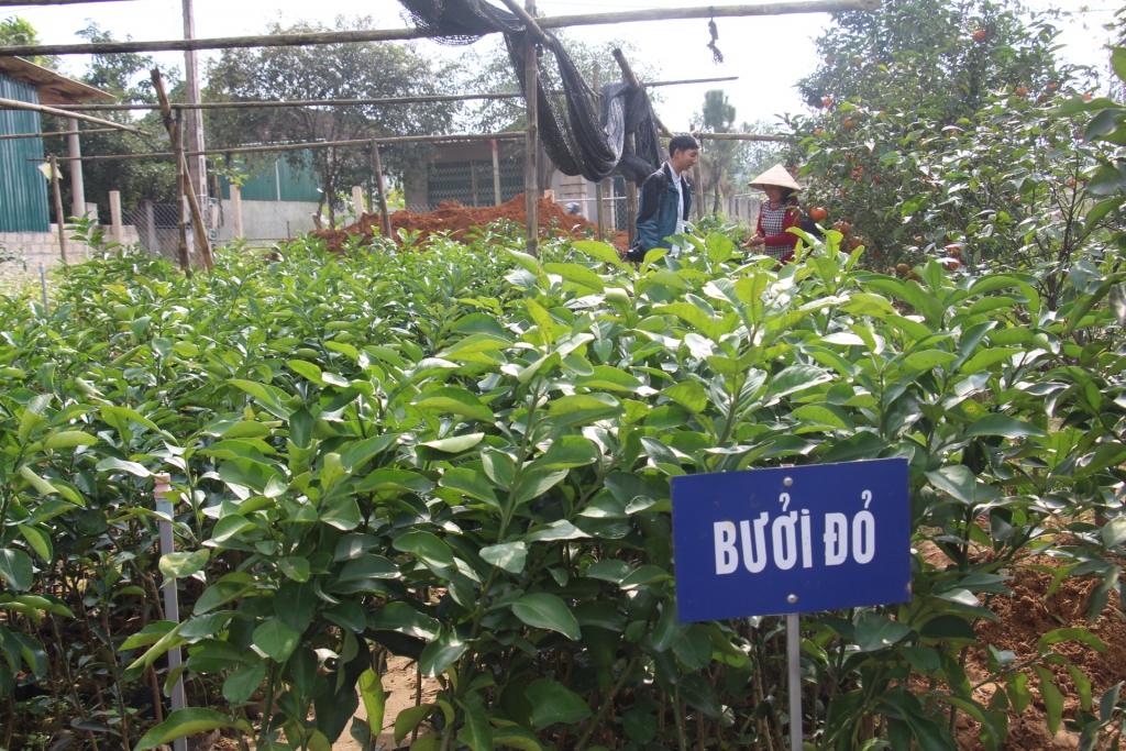 chang trai tat nguyen va con duong tro thanh ty phu mien que bai nam anh luu hay duyen thay ung xb gium em nha vietnt