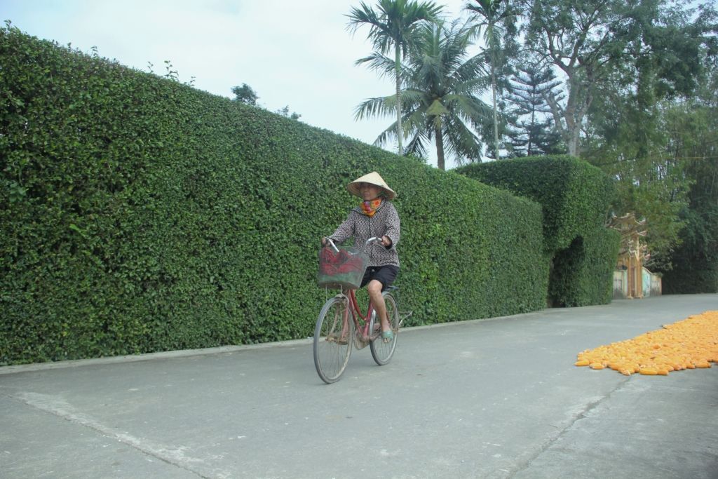 dep ngo ngang hang rao lam bang cay xanh gan 300 tuoi o ha tinh