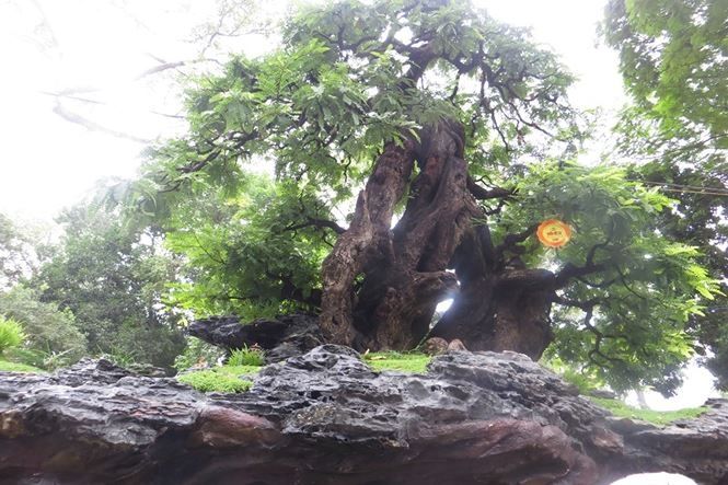 mung 3 tet ru nhau di ngam ky hoa di thao o sai gon