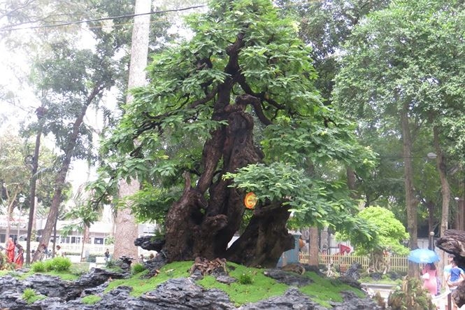 mung 3 tet ru nhau di ngam ky hoa di thao o sai gon