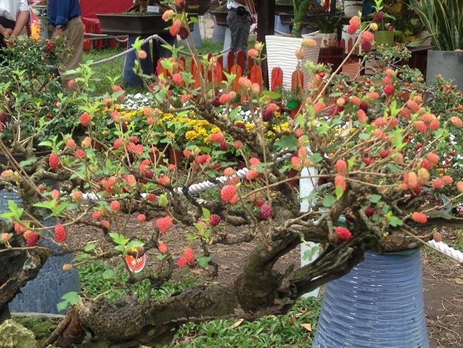 mung 3 tet ru nhau di ngam ky hoa di thao o sai gon