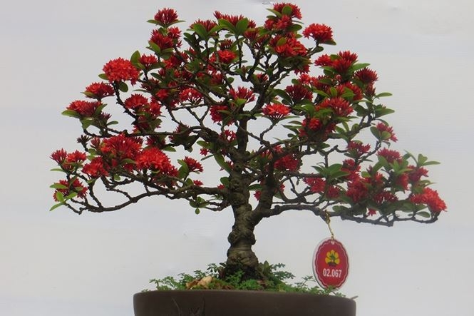 mung 3 tet ru nhau di ngam ky hoa di thao o sai gon