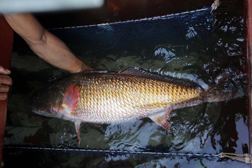 nghe an ngu dan bat duoc con ca mau vang ong quy hiem