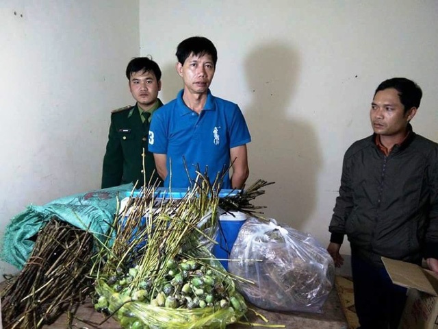 bat giu hai vu van chuyen thuoc phien tuoi tu lao ve viet nam tieu thu
