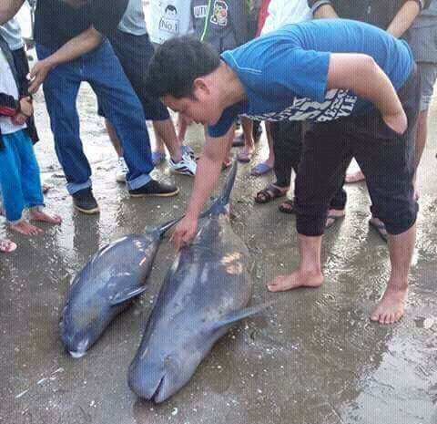 ha tinh bat duoc 3 con ca heo nang 12 ta ngu dan tha ve bien