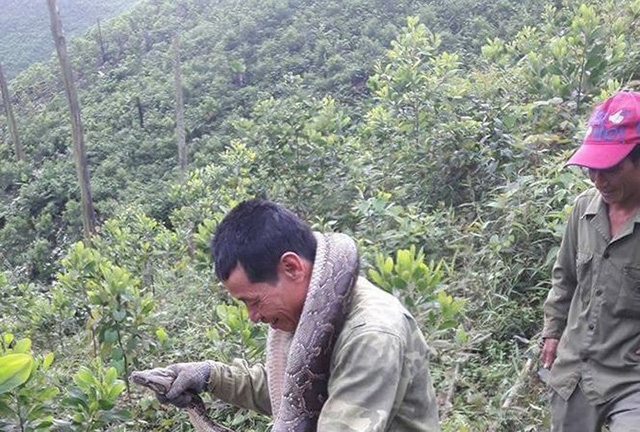 ha tinh thu don rung phat hien tran khung dai 18m nang 20kg