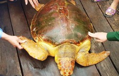 Đánh lưới trên biển, ngư dân bắt được rùa vàng nặng 80kg