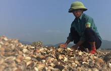 Ngao bỗng nhiên chết trắng, dân khóc than khi lâm vào cảnh nợ nần