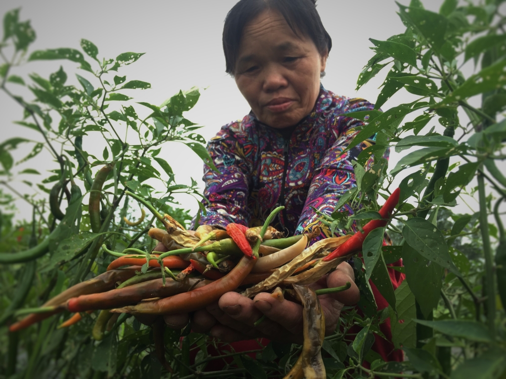 bi doanh nghiep bo bom dan bat luc de ot cay chin thoi ngoai dong