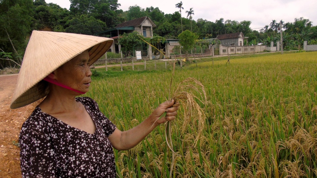 ha tinh hon 5000 ha lua chet dan thap thom lo thieu doi