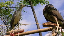 Ám ảnh tiếng kêu, cái vỗ cánh bất lực của những chú 'chim mồi' bị khâu mắt để nhử đồng loại