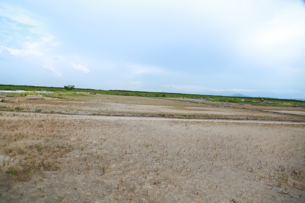 muoi rot gia diem dan ha tinh dong loat bo nai