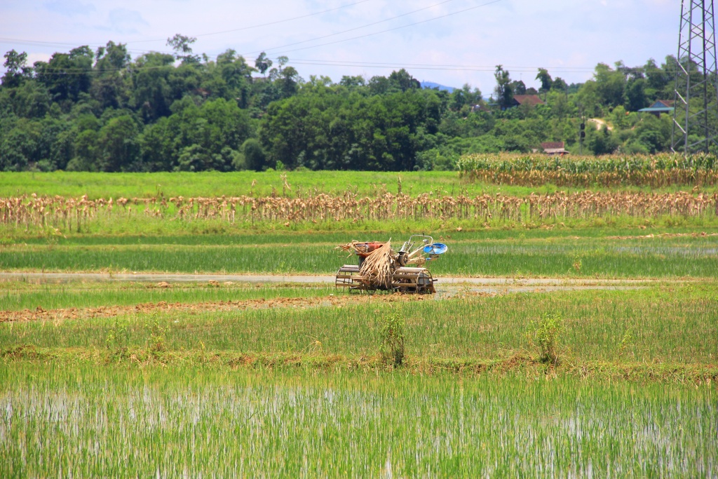 nong dan ha tinh vat lon ngay dem voi cai nang nhu thieu dot