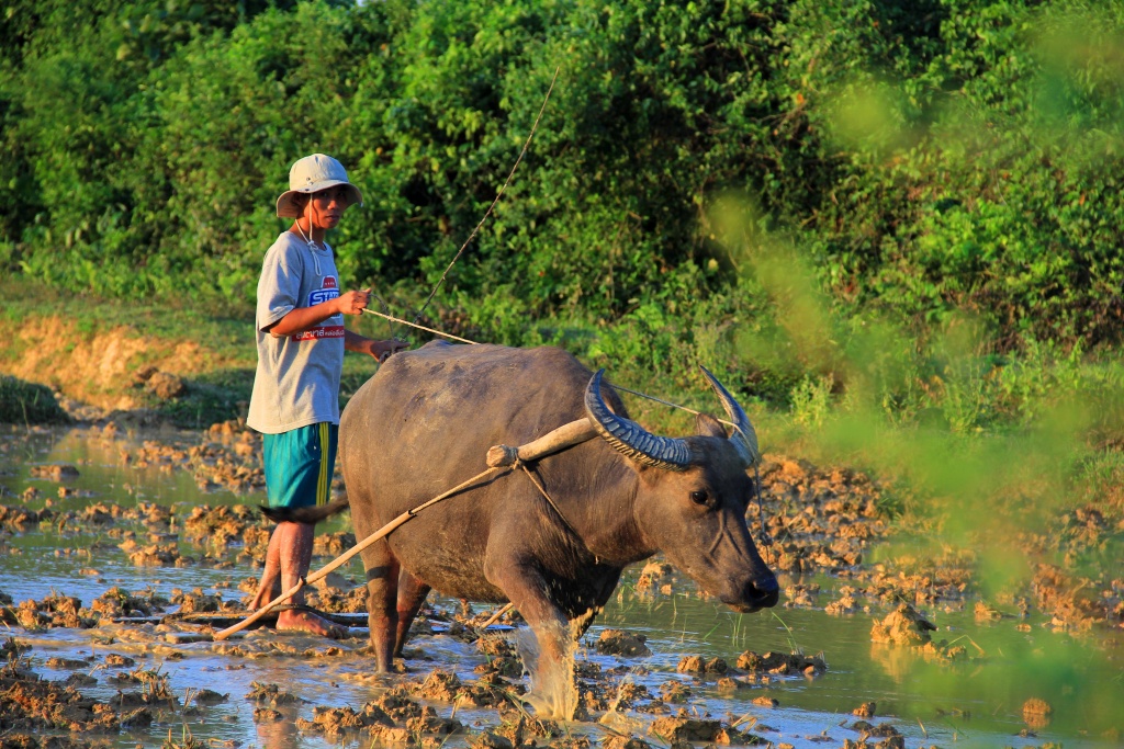 nong dan ha tinh vat lon ngay dem voi cai nang nhu thieu dot