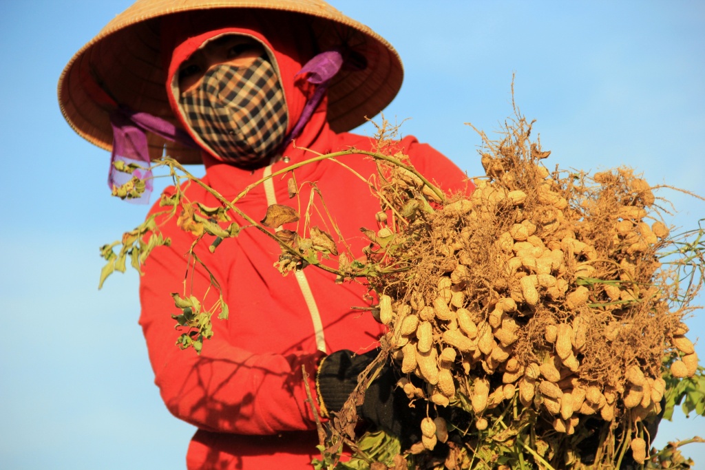 nong dan ha tinh vat lon ngay dem voi cai nang nhu thieu dot
