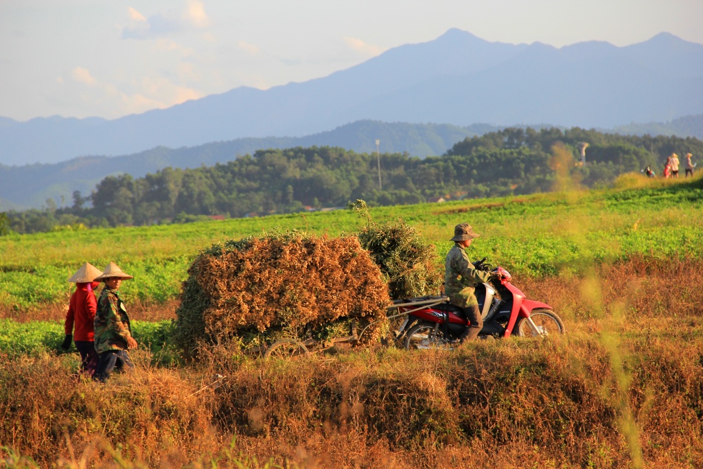 nong dan ha tinh vat lon ngay dem voi cai nang nhu thieu dot
