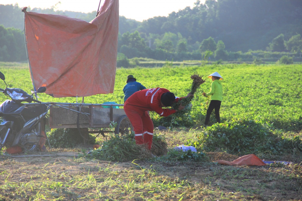 nong dan ha tinh vat lon ngay dem voi cai nang nhu thieu dot