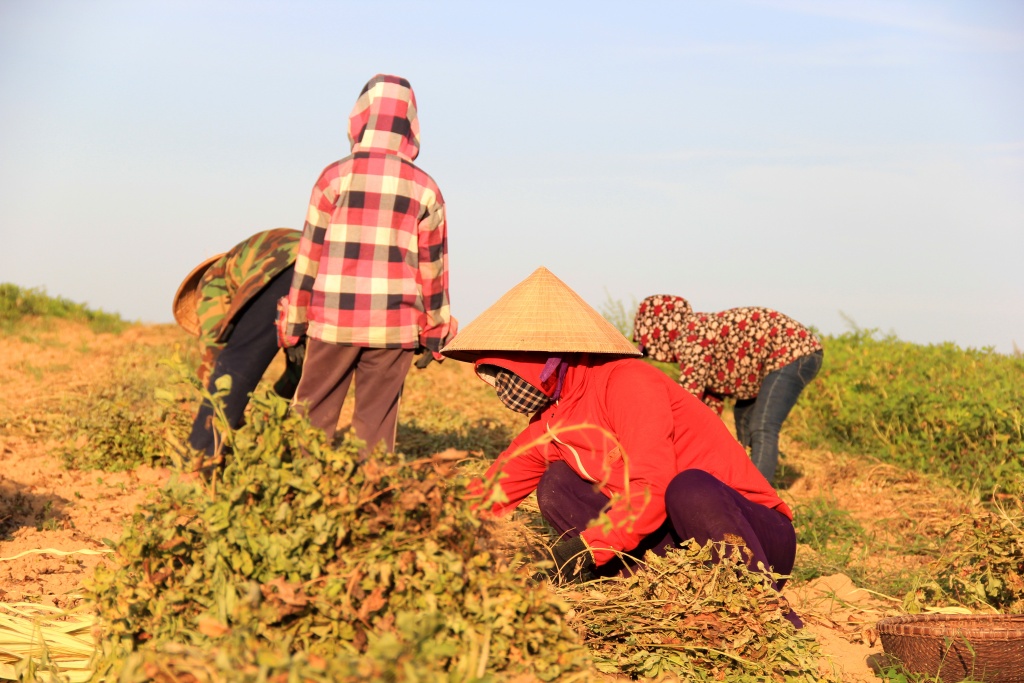 nong dan ha tinh vat lon ngay dem voi cai nang nhu thieu dot