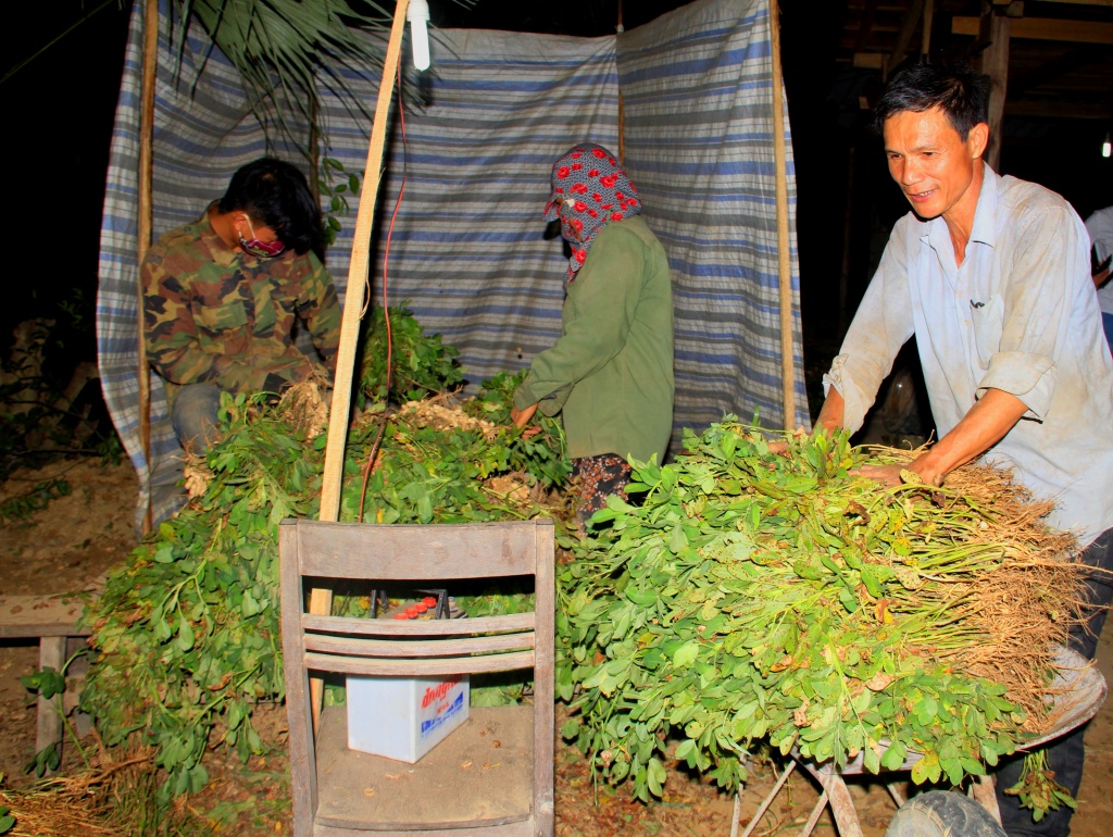 nong dan ha tinh vat lon ngay dem voi cai nang nhu thieu dot