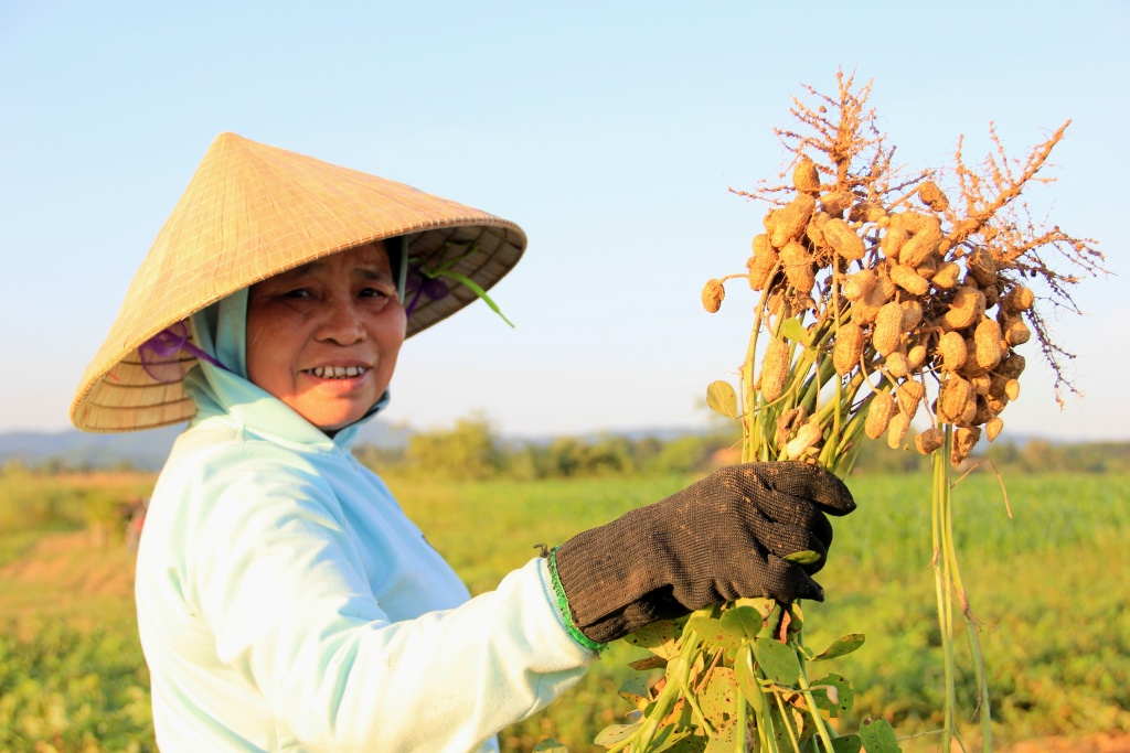 nong dan ha tinh vat lon ngay dem voi cai nang nhu thieu dot