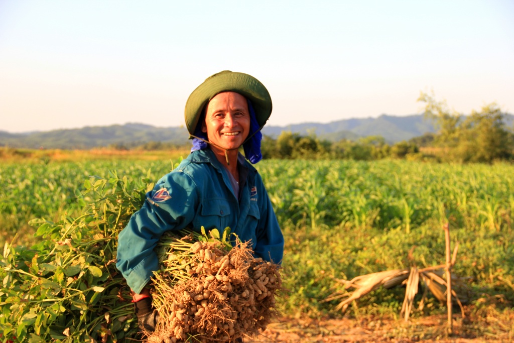 nong dan ha tinh vat lon ngay dem voi cai nang nhu thieu dot