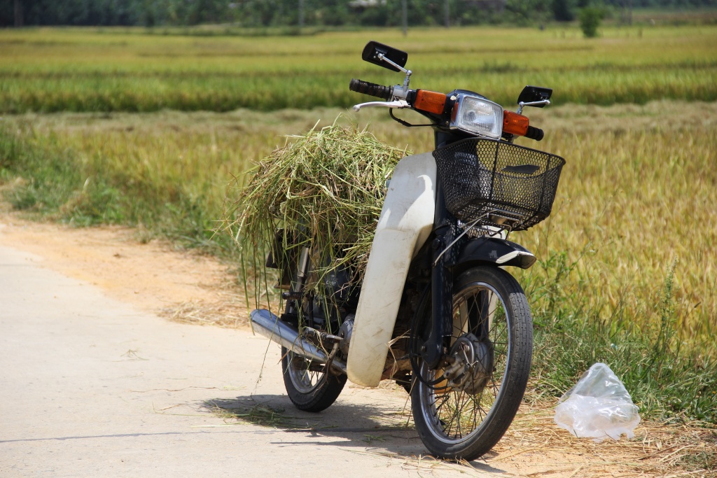 nang nhu do lua nong dan ha tinh quay cuong thu hoach mua