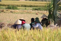 ve noi nong dan xem ao giap la la bao boi vang