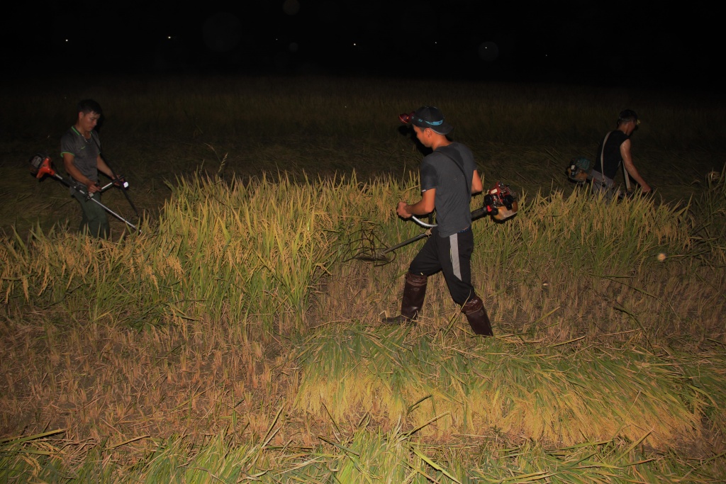 tranh nang nong dan ha tinh doi den gat lua xuyen dem