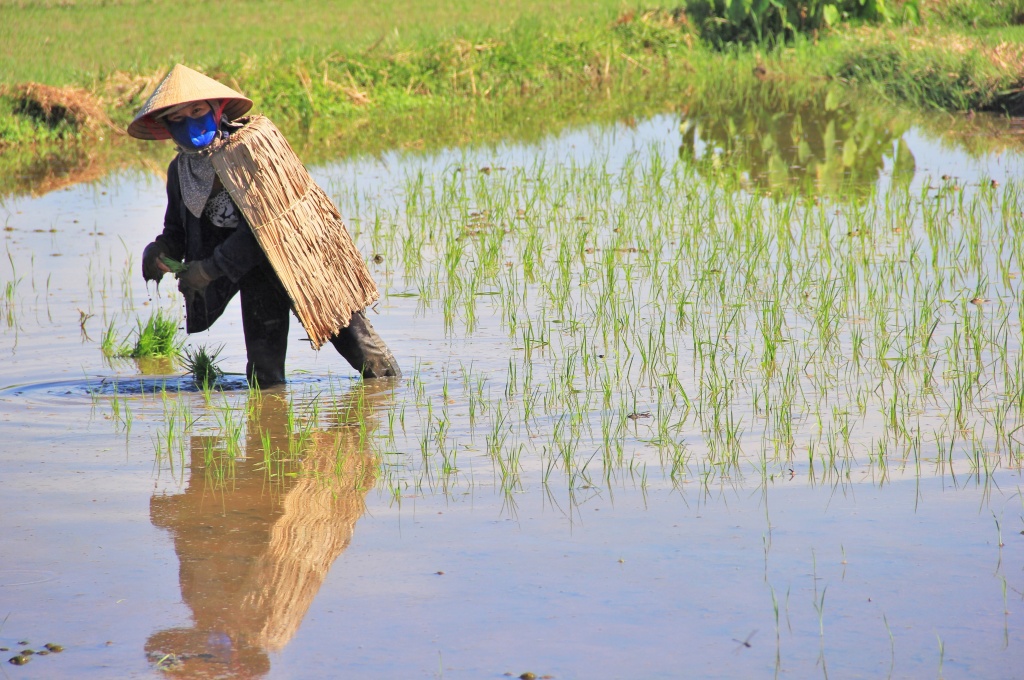 ve noi nong dan xem ao giap la la bao boi vang