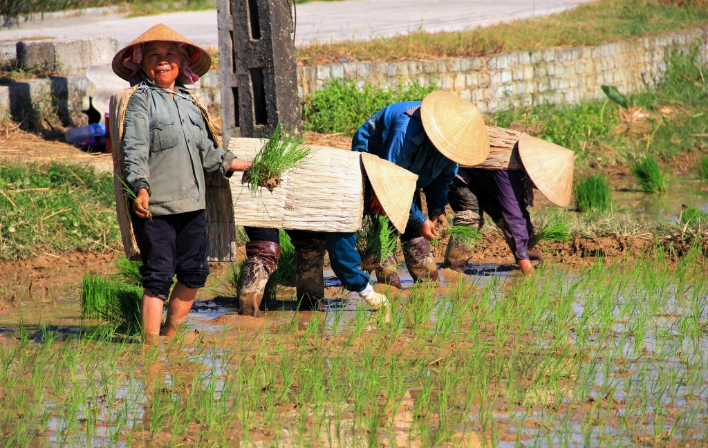 ve noi nong dan xem ao giap la la bao boi vang