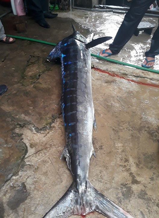 ha tinh ngu dan bat duoc ca co khung nang gan nua ta dai 2m