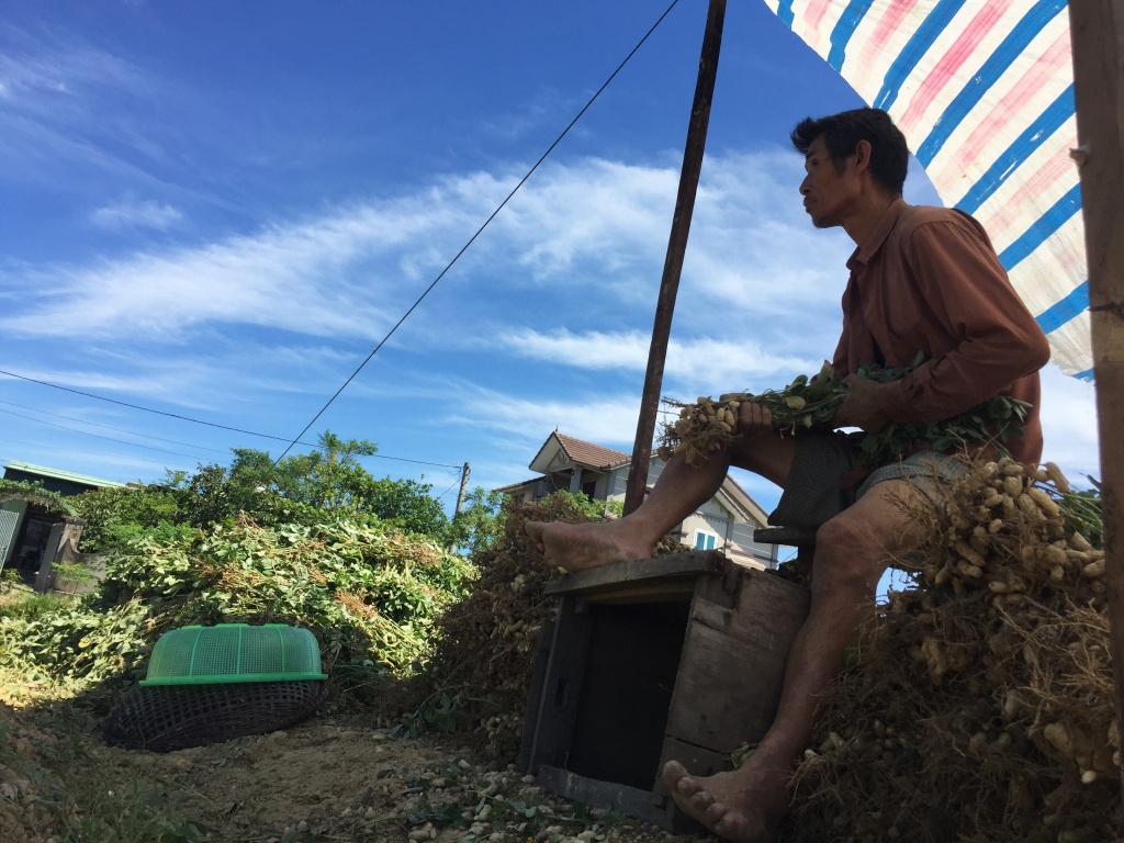 nong dan ha tinh vat lon duoi cai nang 40 do