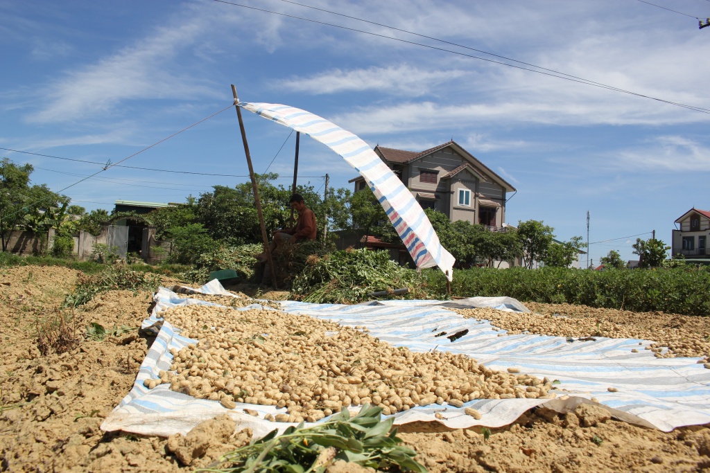 nong dan ha tinh vat lon duoi cai nang 40 do