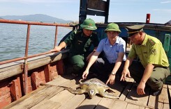 Rùa quý hiếm nặng gần 40kg mắc vào lưới ngư dân