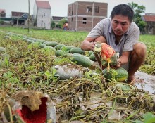 Dưa hấu thối rữa sau mưa lũ, nông dân bất lực vớt bỏ cho bò ăn