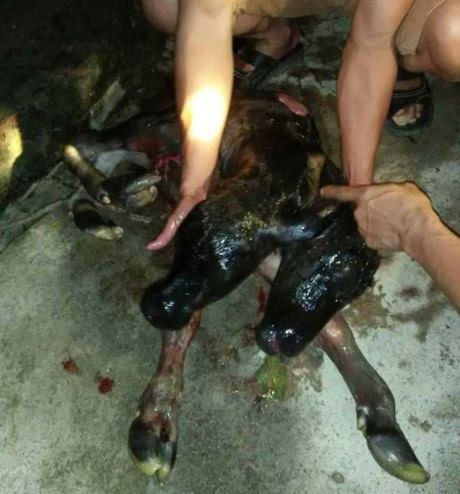 nghe an xon xao con be co hai dau khi vua moi sinh ra