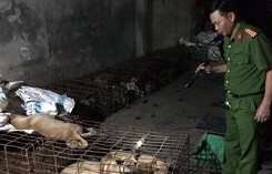Đột kích cơ sở chuyên tiêu thụ chó trộm, thu giữ nhiều xe máy và ô tô