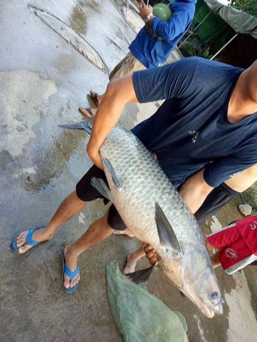nguoi dan bat duoc ca tram khung dai 15m nang hon 20kg