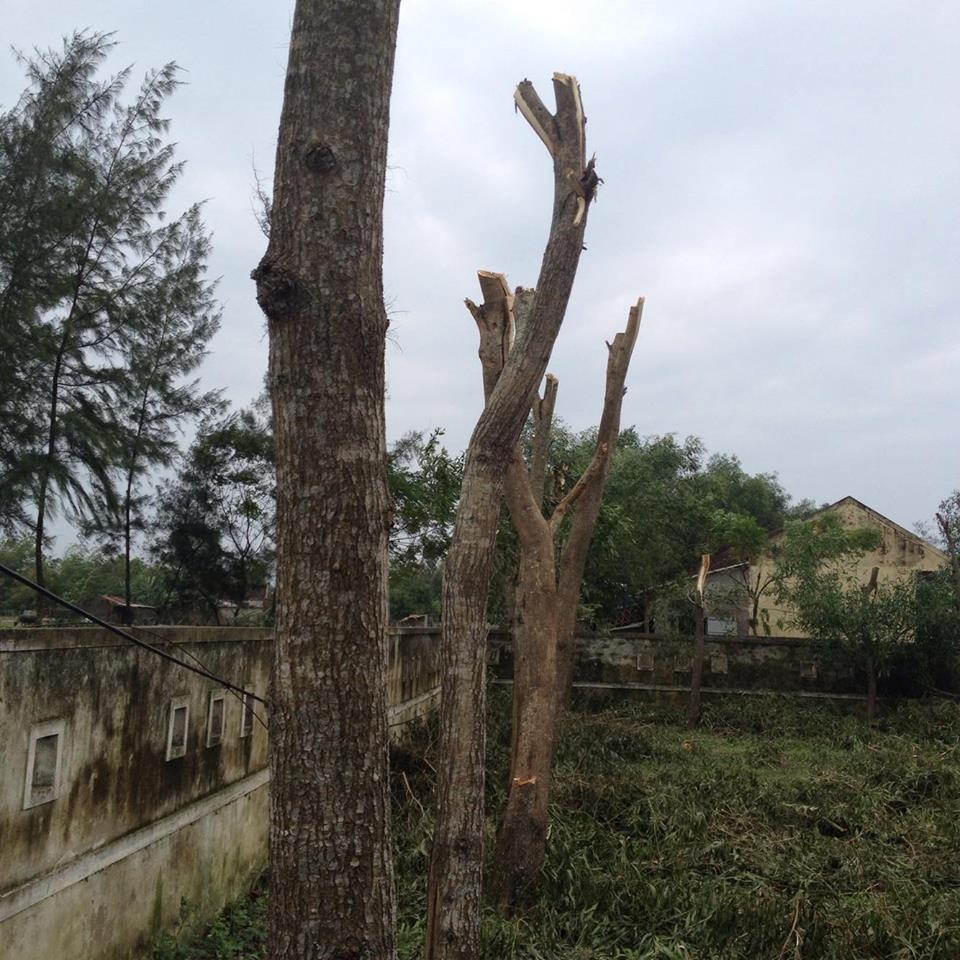 ha tinh bat binh viec hon 100 cay xanh bi nha truong don ha