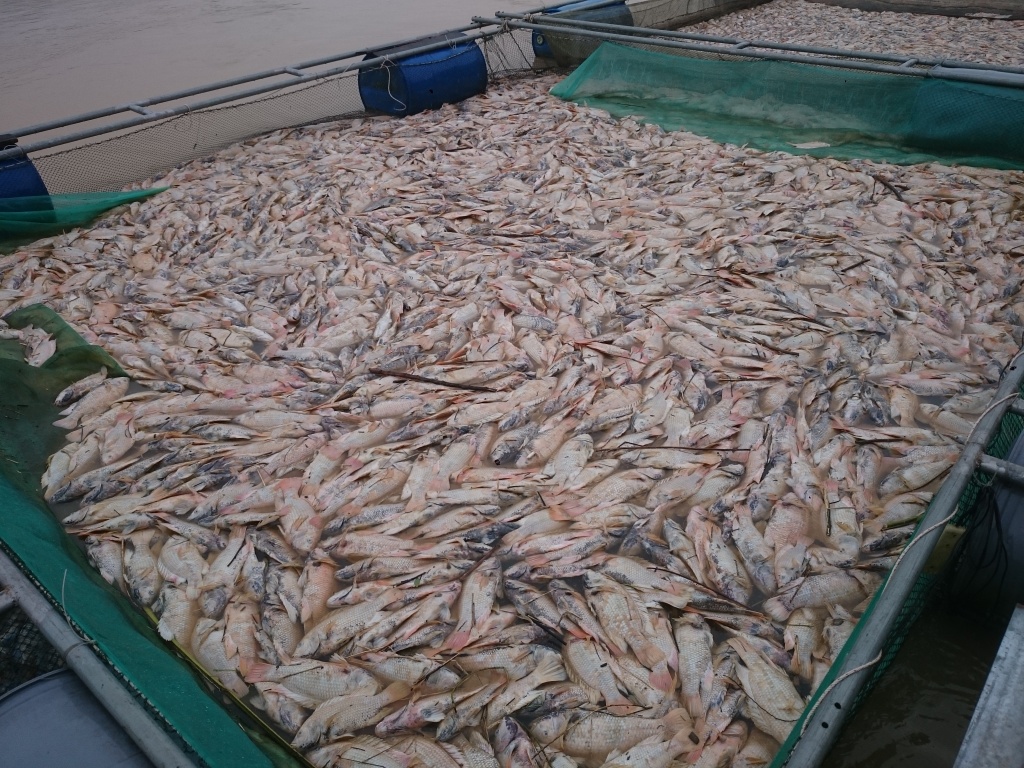 ca chet trang long sau bao ngu dan roi vao canh tung quan