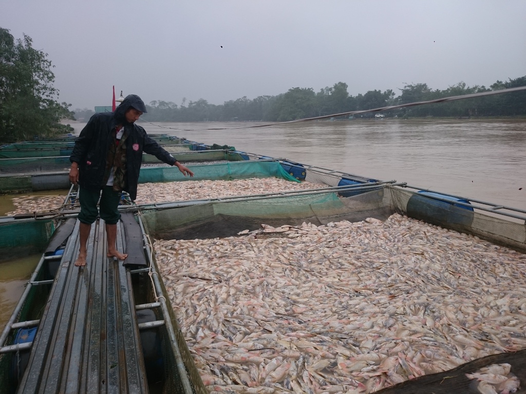 ca chet trang long sau bao ngu dan roi vao canh tung quan