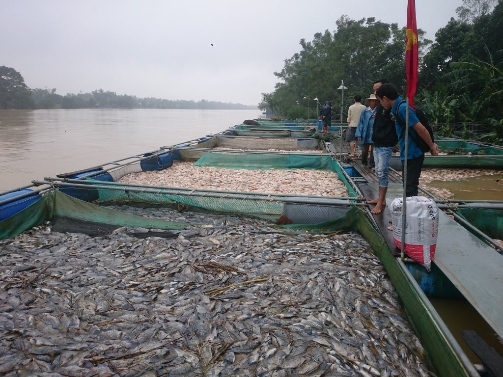 ca chet trang long sau bao ngu dan roi vao canh tung quan