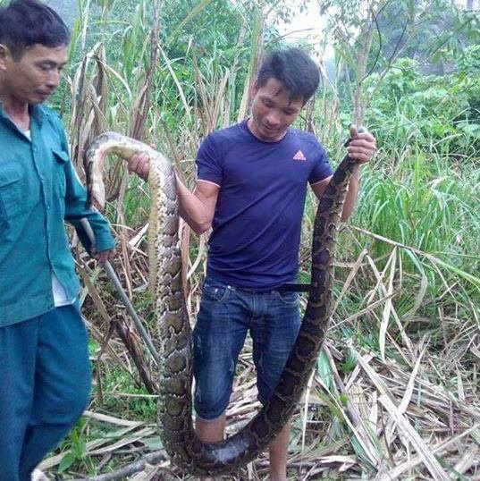 nghe an nguoi dan bat duoc 2 con tran khong lo nang khoang 50kg trong vuon mia