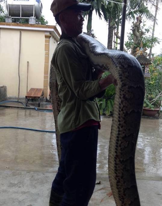 nghe an nguoi dan bat duoc 2 con tran khong lo nang khoang 50kg trong vuon mia