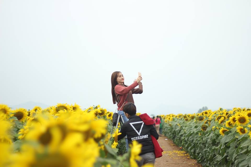 khong khi nhon nhip trong ngay le hoi hoa huong duong